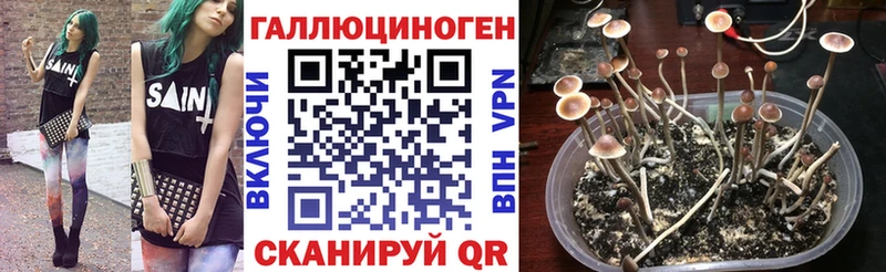 Псилоцибиновые грибы Psilocybine cubensis  Купить закладки  Самара 